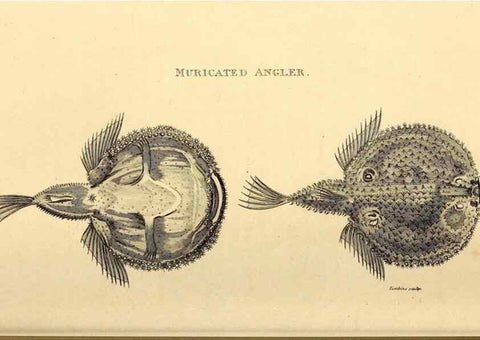 Reproducción/Reproduction 49826534493: General zoology, or Systematic natural history. London,Printed for G. Kearsley,1800-1826.. 