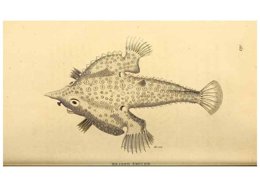Reproducción/Reproduction 49826534743: General zoology, or Systematic natural history. London,Printed for G. Kearsley,1800-1826.. 