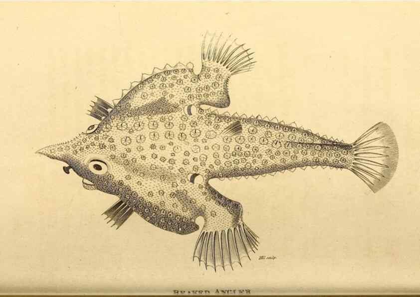 Reproducción/Reproduction 49826534743: General zoology, or Systematic natural history. London,Printed for G. Kearsley,1800-1826.. 