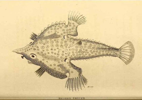 Reproducción/Reproduction 49826534743: General zoology, or Systematic natural history. London,Printed for G. Kearsley,1800-1826.. 