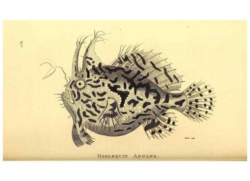 Reproducción/Reproduction 49827381257: General zoology, or Systematic natural history. London,Printed for G. Kearsley,1800-1826.. 