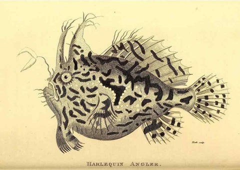 Reproducción/Reproduction 49827381257: General zoology, or Systematic natural history. London,Printed for G. Kearsley,1800-1826.. 