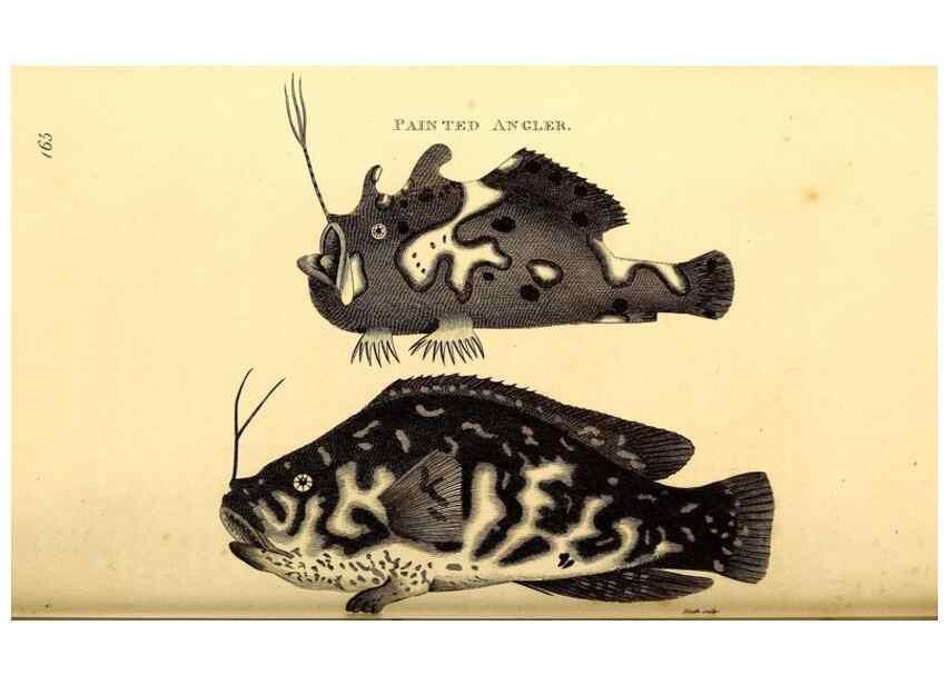 Reproducción/Reproduction 49827068276: General zoology, or Systematic natural history. London,Printed for G. Kearsley,1800-1826.. 