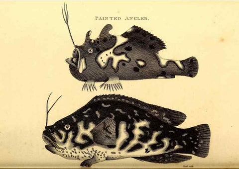 Reproducción/Reproduction 49827068276: General zoology, or Systematic natural history. London,Printed for G. Kearsley,1800-1826.. 