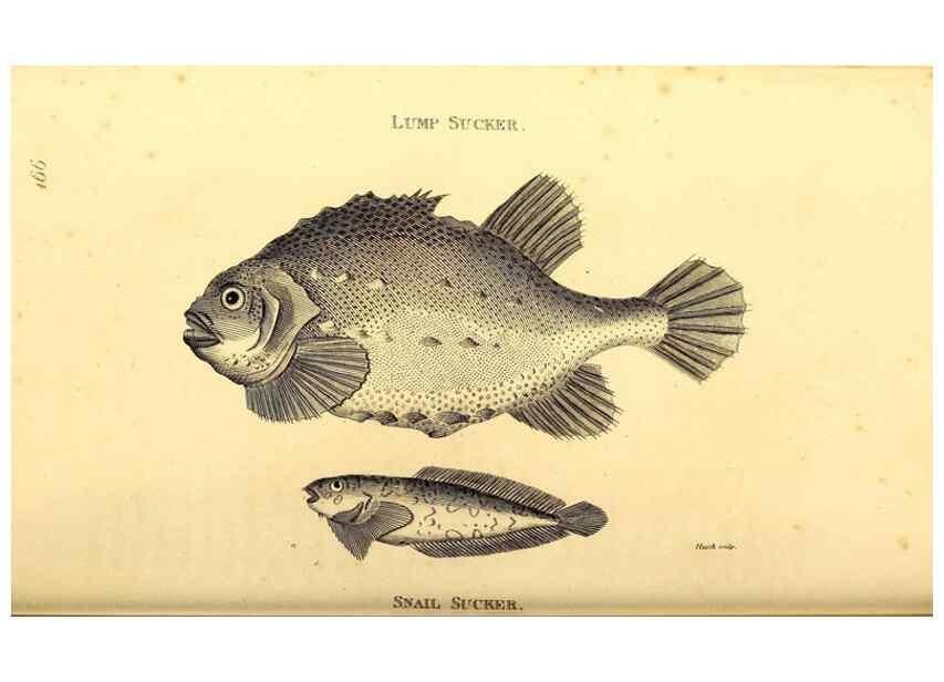 Reproducción/Reproduction 49827381802: General zoology, or Systematic natural history. London,Printed for G. Kearsley,1800-1826.. 