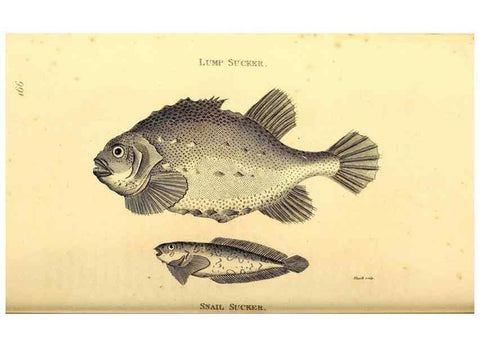Reproducción/Reproduction 49827381802: General zoology, or Systematic natural history. London,Printed for G. Kearsley,1800-1826.. 