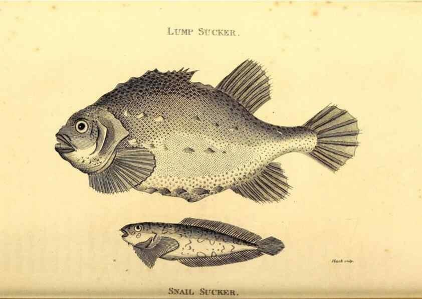 Reproducción/Reproduction 49827381802: General zoology, or Systematic natural history. London,Printed for G. Kearsley,1800-1826.. 