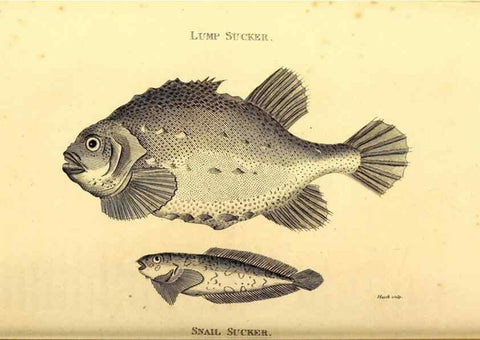 Reproducción/Reproduction 49827381802: General zoology, or Systematic natural history. London,Printed for G. Kearsley,1800-1826.. 