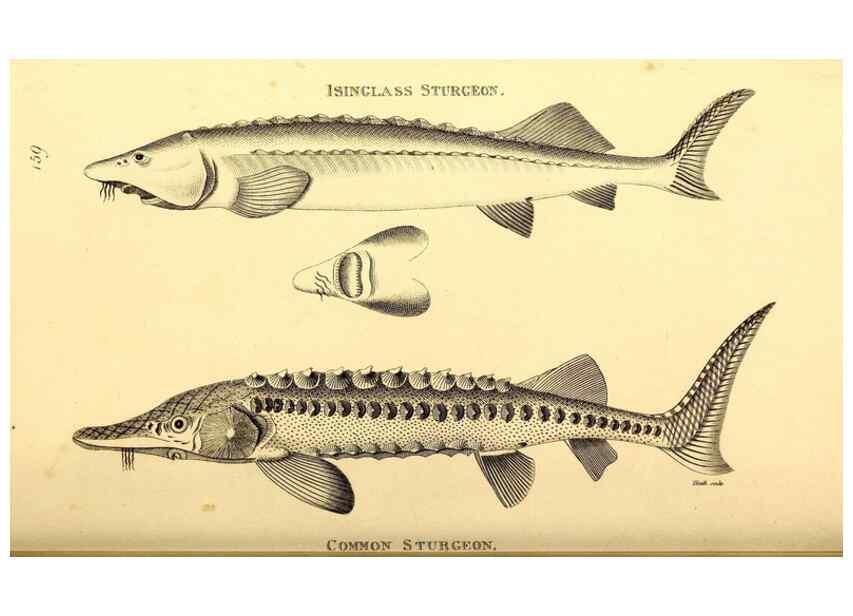 Reproducción/Reproduction 49826533768: General zoology, or Systematic natural history. London,Printed for G. Kearsley,1800-1826.. 