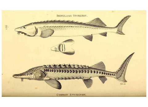 Reproducción/Reproduction 49826533768: General zoology, or Systematic natural history. London,Printed for G. Kearsley,1800-1826.. 