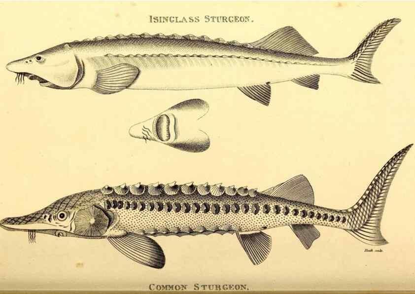 Reproducción/Reproduction 49826533768: General zoology, or Systematic natural history. London,Printed for G. Kearsley,1800-1826.. 