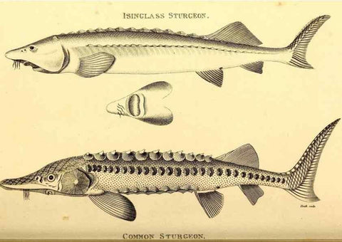 Reproducción/Reproduction 49826533768: General zoology, or Systematic natural history. London,Printed for G. Kearsley,1800-1826.. 