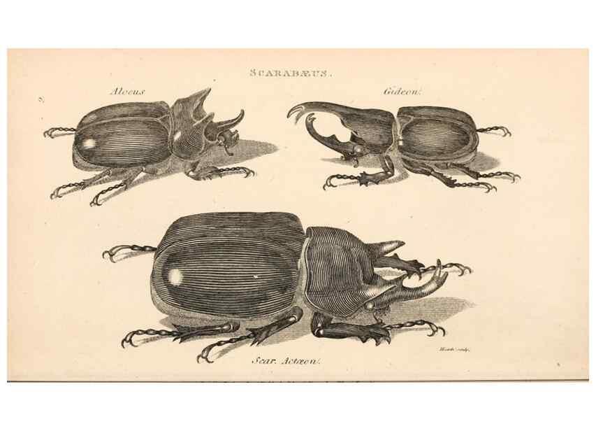Reproducción/Reproduction 49827197126: General zoology, or Systematic natural history. London,Printed for G. Kearsley,1800-1826.. 