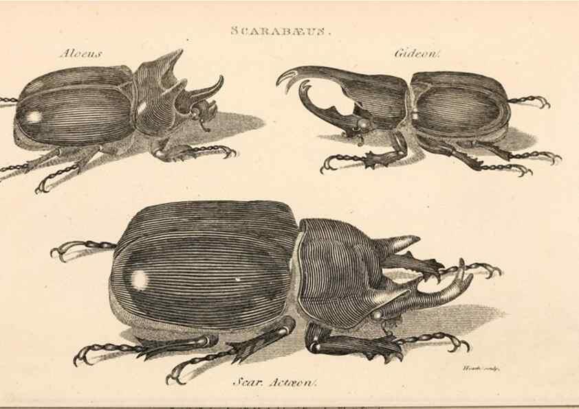 Reproducción/Reproduction 49827197126: General zoology, or Systematic natural history. London,Printed for G. Kearsley,1800-1826.. 