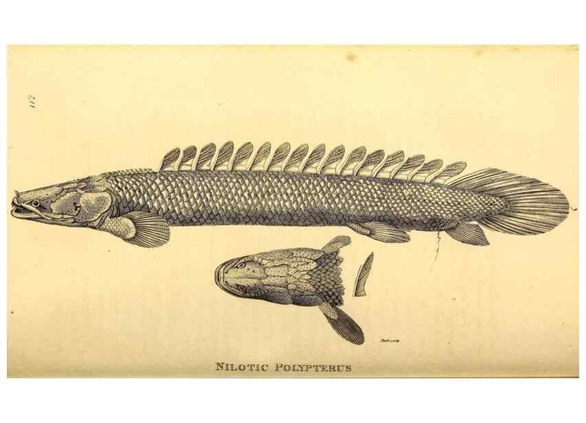 Reproducción/Reproduction 49826519858: General zoology, or Systematic natural history. London,Printed for G. Kearsley,1800-1826.. 