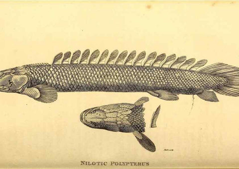Reproducción/Reproduction 49826519858: General zoology, or Systematic natural history. London,Printed for G. Kearsley,1800-1826.. 