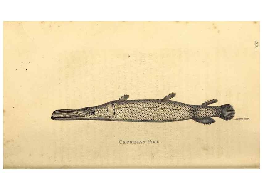 Reproducción/Reproduction 49827366687: General zoology, or Systematic natural history. London,Printed for G. Kearsley,1800-1826.. 