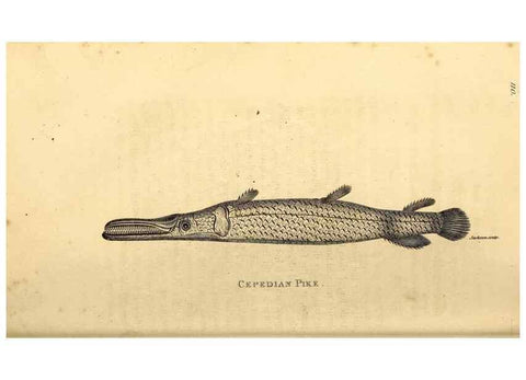 Reproducción/Reproduction 49827366687: General zoology, or Systematic natural history. London,Printed for G. Kearsley,1800-1826.. 