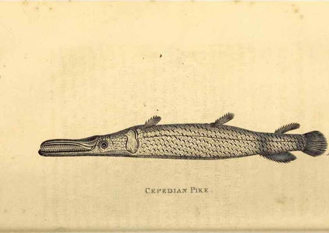 Reproducción/Reproduction 49827366687: General zoology, or Systematic natural history. London,Printed for G. Kearsley,1800-1826.. 