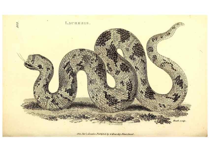Reproducción/Reproduction 49827183487: General zoology, or Systematic natural history. London,Printed for G. Kearsley,1800-1826.. 