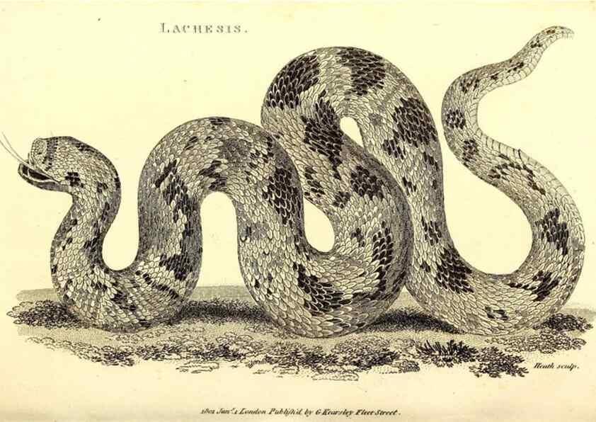 Reproducción/Reproduction 49827183487: General zoology, or Systematic natural history. London,Printed for G. Kearsley,1800-1826.. 