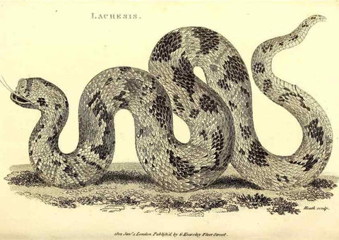 Reproducción/Reproduction 49827183487: General zoology, or Systematic natural history. London,Printed for G. Kearsley,1800-1826.. 