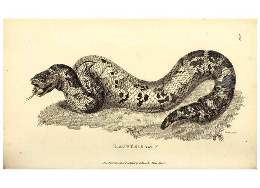 Reproducción/Reproduction 49826868926: General zoology, or Systematic natural history. London,Printed for G. Kearsley,1800-1826.. 