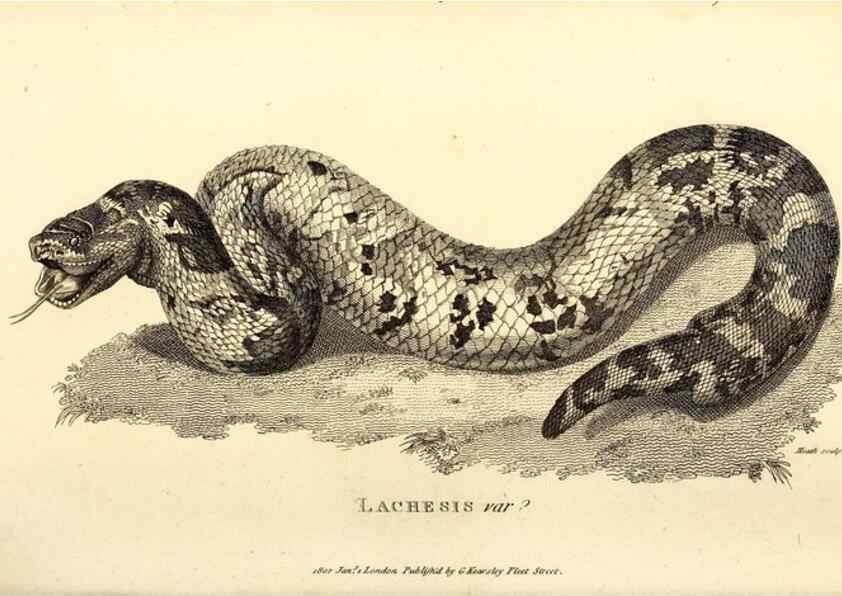Reproducción/Reproduction 49826868926: General zoology, or Systematic natural history. London,Printed for G. Kearsley,1800-1826.. 
