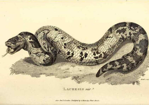 Reproducción/Reproduction 49826868926: General zoology, or Systematic natural history. London,Printed for G. Kearsley,1800-1826.. 