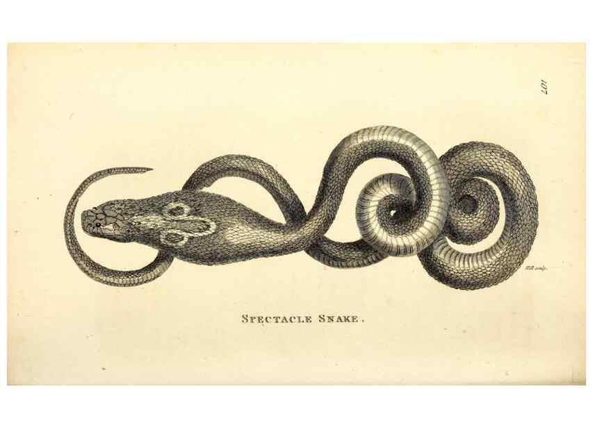 Reproducción/Reproduction 49827184142: General zoology, or Systematic natural history. London,Printed for G. Kearsley,1800-1826.. 