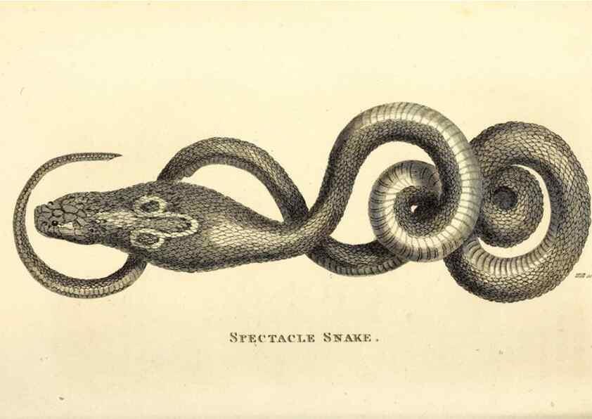 Reproducción/Reproduction 49827184142: General zoology, or Systematic natural history. London,Printed for G. Kearsley,1800-1826.. 