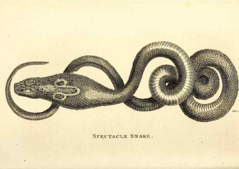 Reproducción/Reproduction 49827184142: General zoology, or Systematic natural history. London,Printed for G. Kearsley,1800-1826.. 