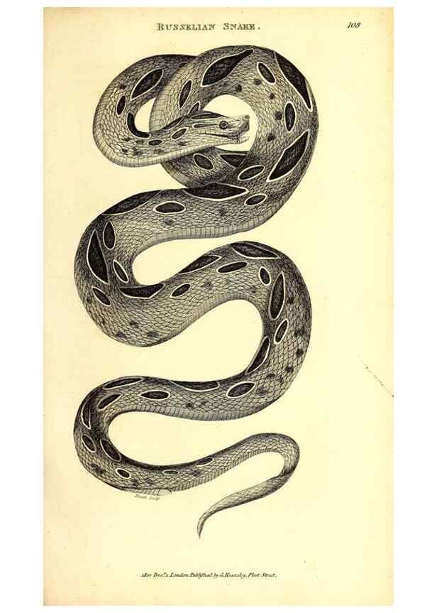 Reproducción/Reproduction 49826335693: General zoology, or Systematic natural history. London,Printed for G. Kearsley,1800-1826.. 