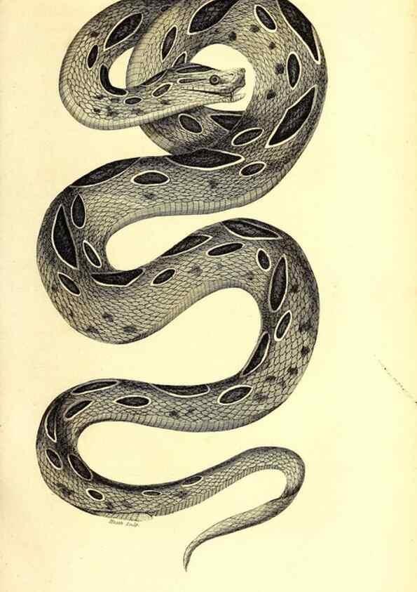 Reproducción/Reproduction 49826335693: General zoology, or Systematic natural history. London,Printed for G. Kearsley,1800-1826.. 