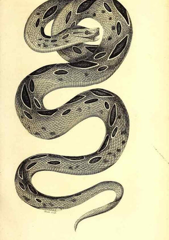 Reproducción/Reproduction 49826335693: General zoology, or Systematic natural history. London,Printed for G. Kearsley,1800-1826.. 