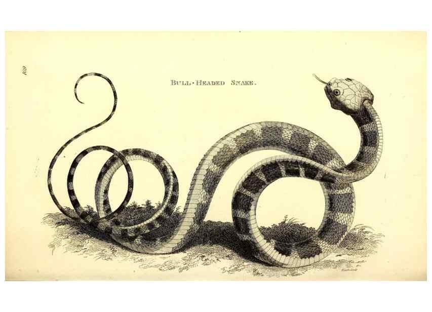 Reproducción/Reproduction 49826335988: General zoology, or Systematic natural history. London,Printed for G. Kearsley,1800-1826.. 