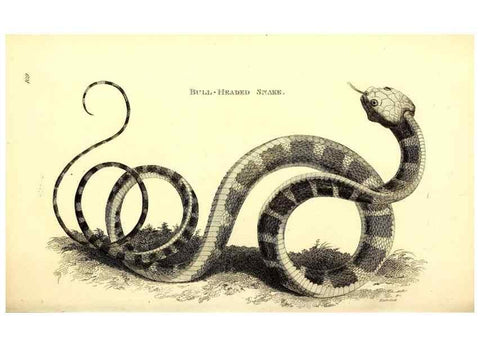 Reproducción/Reproduction 49826335988: General zoology, or Systematic natural history. London,Printed for G. Kearsley,1800-1826.. 