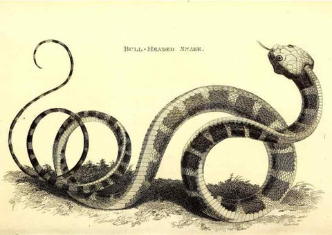 Reproducción/Reproduction 49826335988: General zoology, or Systematic natural history. London,Printed for G. Kearsley,1800-1826.. 