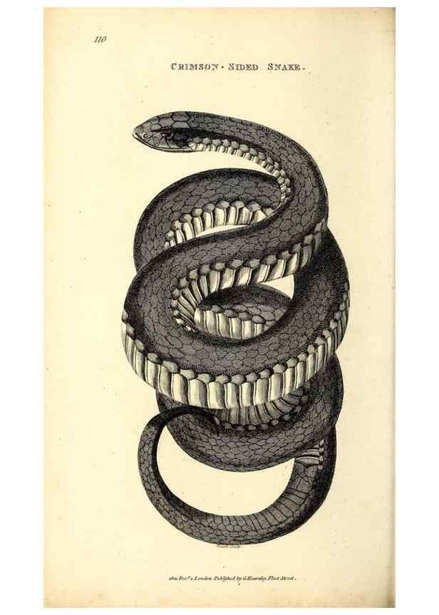 Reproducción/Reproduction 49826336318: General zoology, or Systematic natural history. London,Printed for G. Kearsley,1800-1826.. 