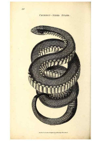 Reproducción/Reproduction 49826336318: General zoology, or Systematic natural history. London,Printed for G. Kearsley,1800-1826.. 