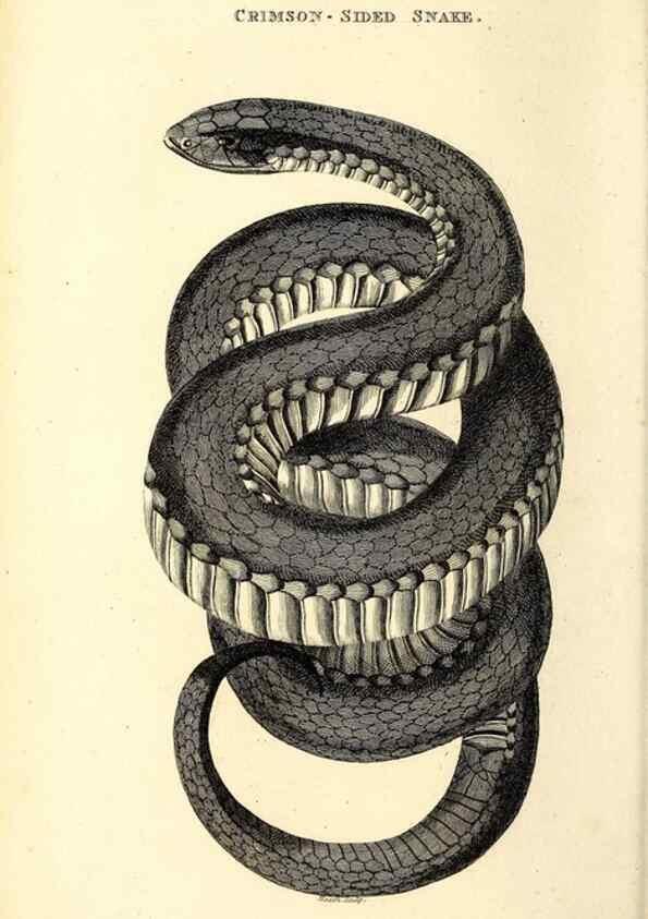 Reproducción/Reproduction 49826336318: General zoology, or Systematic natural history. London,Printed for G. Kearsley,1800-1826.. 