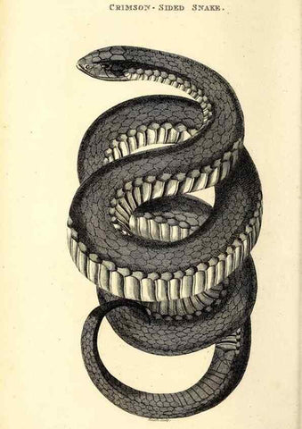 Reproducción/Reproduction 49826336318: General zoology, or Systematic natural history. London,Printed for G. Kearsley,1800-1826.. 