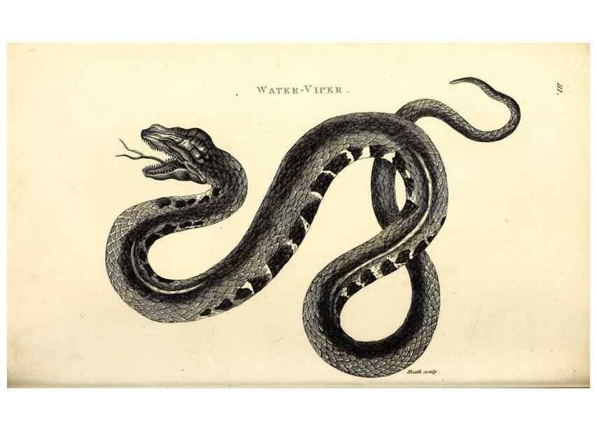 Reproducción/Reproduction 49827185477: General zoology, or Systematic natural history. London,Printed for G. Kearsley,1800-1826.. 