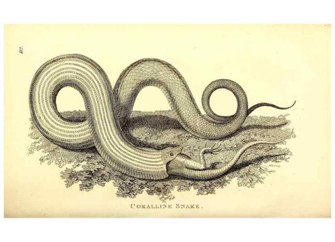 Reproducción/Reproduction 49827186017: General zoology, or Systematic natural history. London,Printed for G. Kearsley,1800-1826.. 