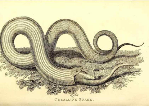 Reproducción/Reproduction 49827186017: General zoology, or Systematic natural history. London,Printed for G. Kearsley,1800-1826.. 