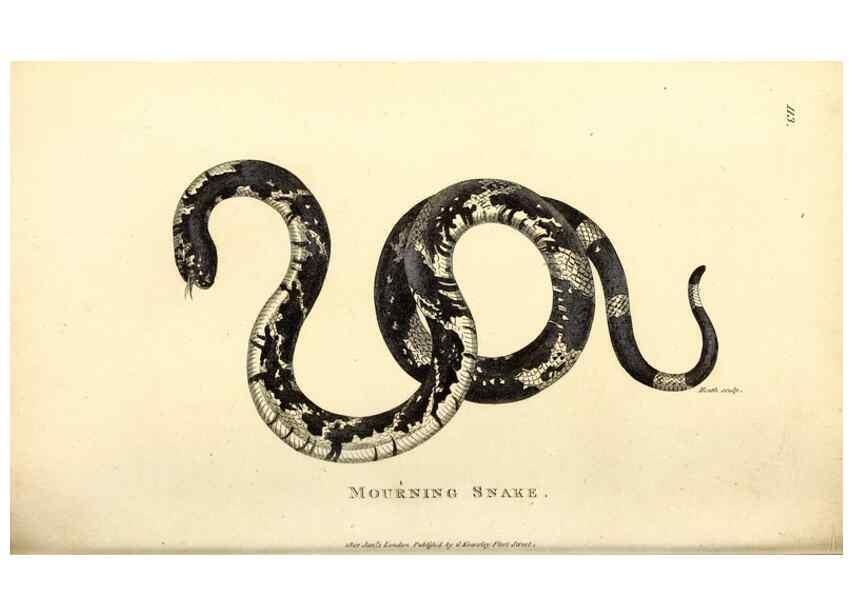 Reproducción/Reproduction 49827186397: General zoology, or Systematic natural history. London,Printed for G. Kearsley,1800-1826.. 