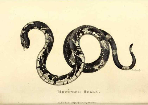 Reproducción/Reproduction 49827186397: General zoology, or Systematic natural history. London,Printed for G. Kearsley,1800-1826.. 