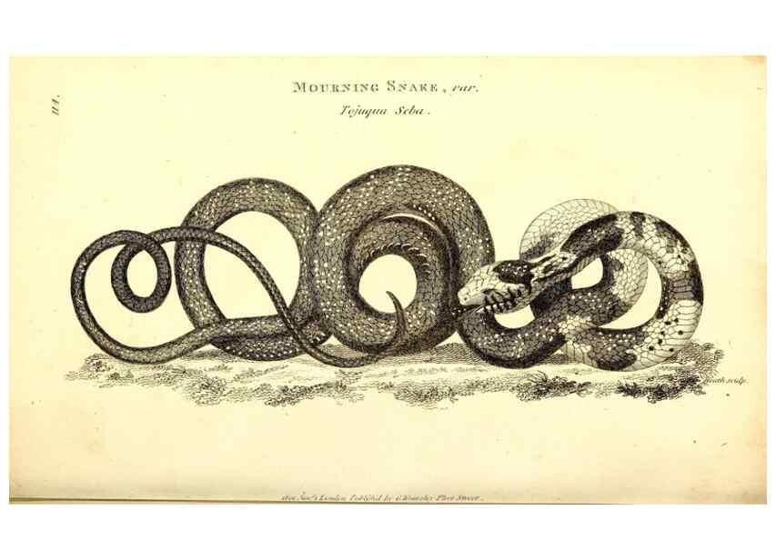 Reproducción/Reproduction 49826338048: General zoology, or Systematic natural history. London,Printed for G. Kearsley,1800-1826.. 