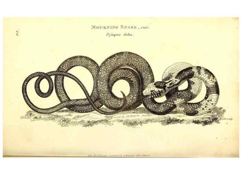Reproducción/Reproduction 49826338048: General zoology, or Systematic natural history. London,Printed for G. Kearsley,1800-1826.. 
