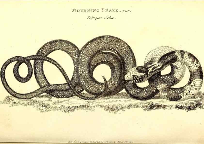 Reproducción/Reproduction 49826338048: General zoology, or Systematic natural history. London,Printed for G. Kearsley,1800-1826.. 